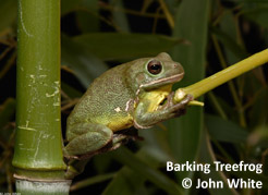 barking-treefrog