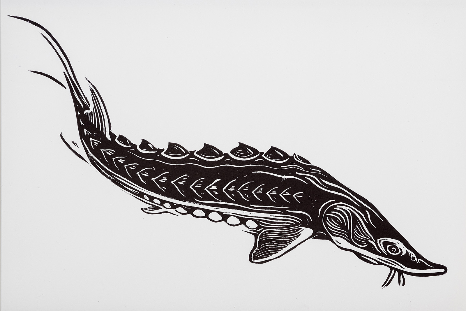 A linotype image of an Atlantic sturgeon outline.